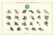 VECTOR HERBS HAND DRAWN BUNDLE v20, a Food Illustration by pawellpi (Thumbnail 6 of 6)