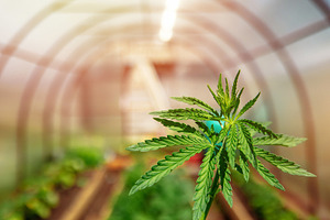 Bush marijuana cannabis on blurred b stock photo containing cannabis and green