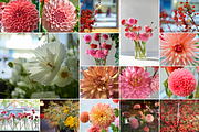 350 Photo Flower Arrangements, a Nature Photo by PopotLane (Thumbnail 2 of 8)