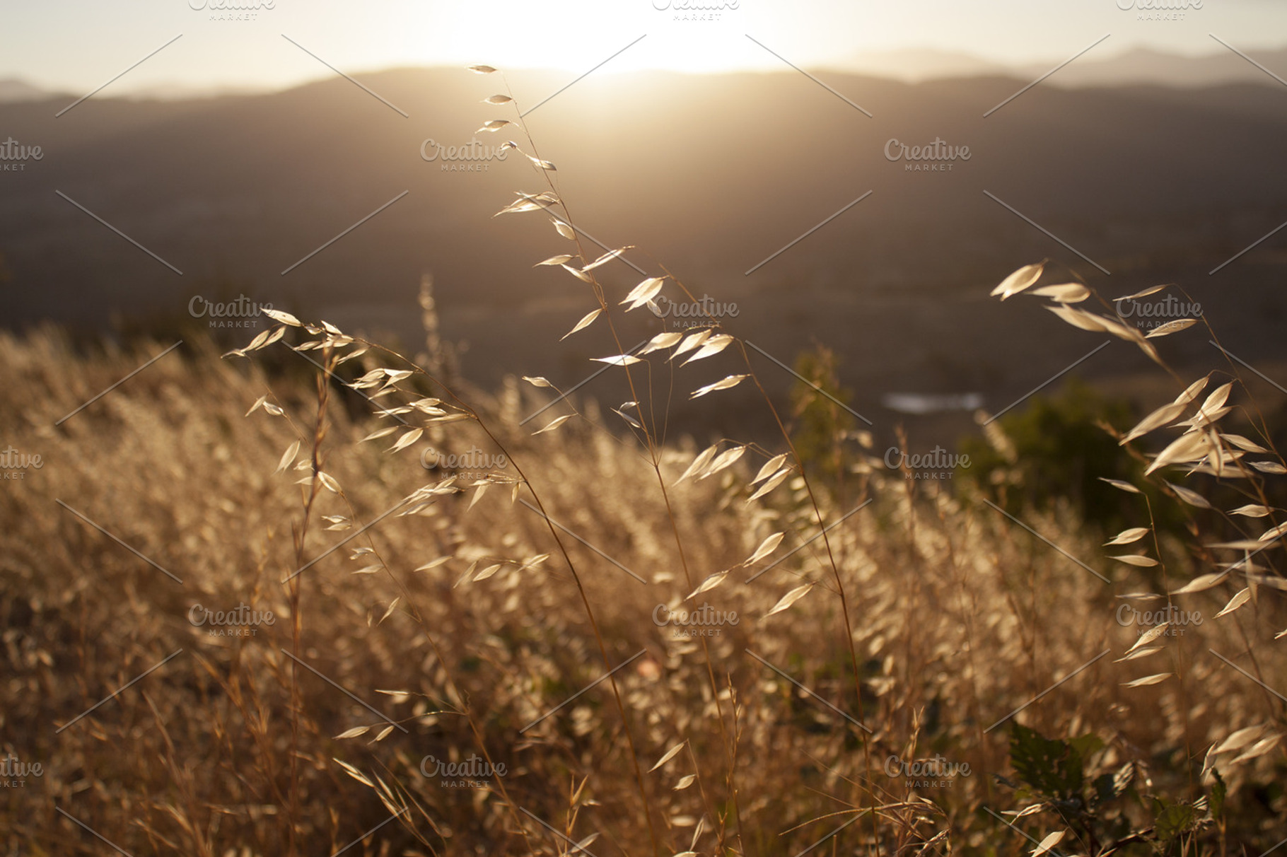 Grass In Australian Sunset
