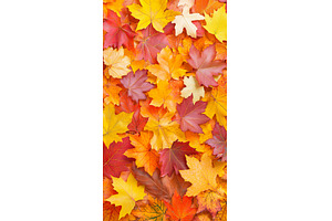 Colorful autumn leaves in a vibrant, a Nature Photo by Lermont51