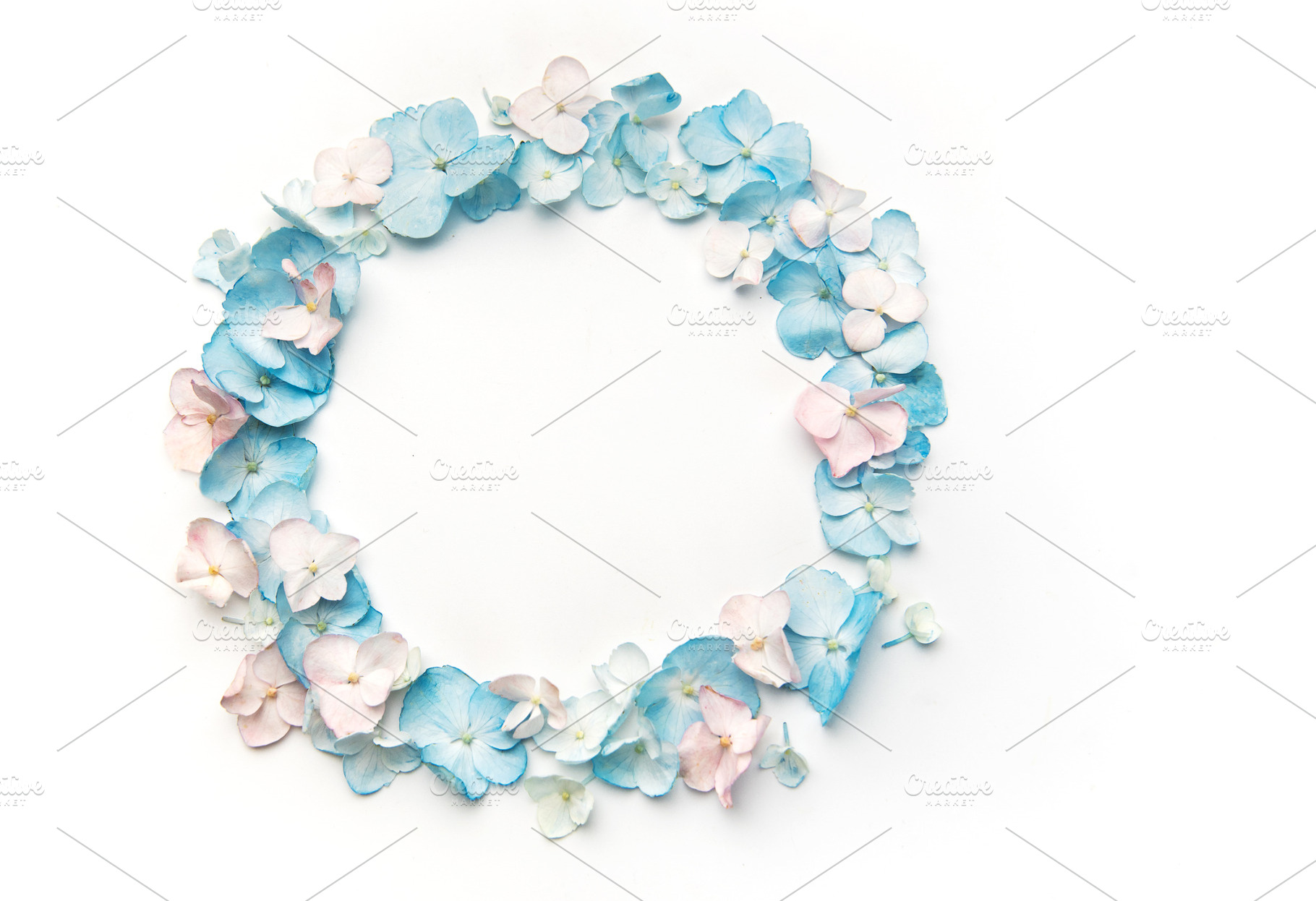 Hydrangea petals forming round frame on white background, a Nature Photo by Olena Rudo