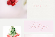 Tulips stock photo series, a Nature Photo by Nellaino (Thumbnail 2 of 6)