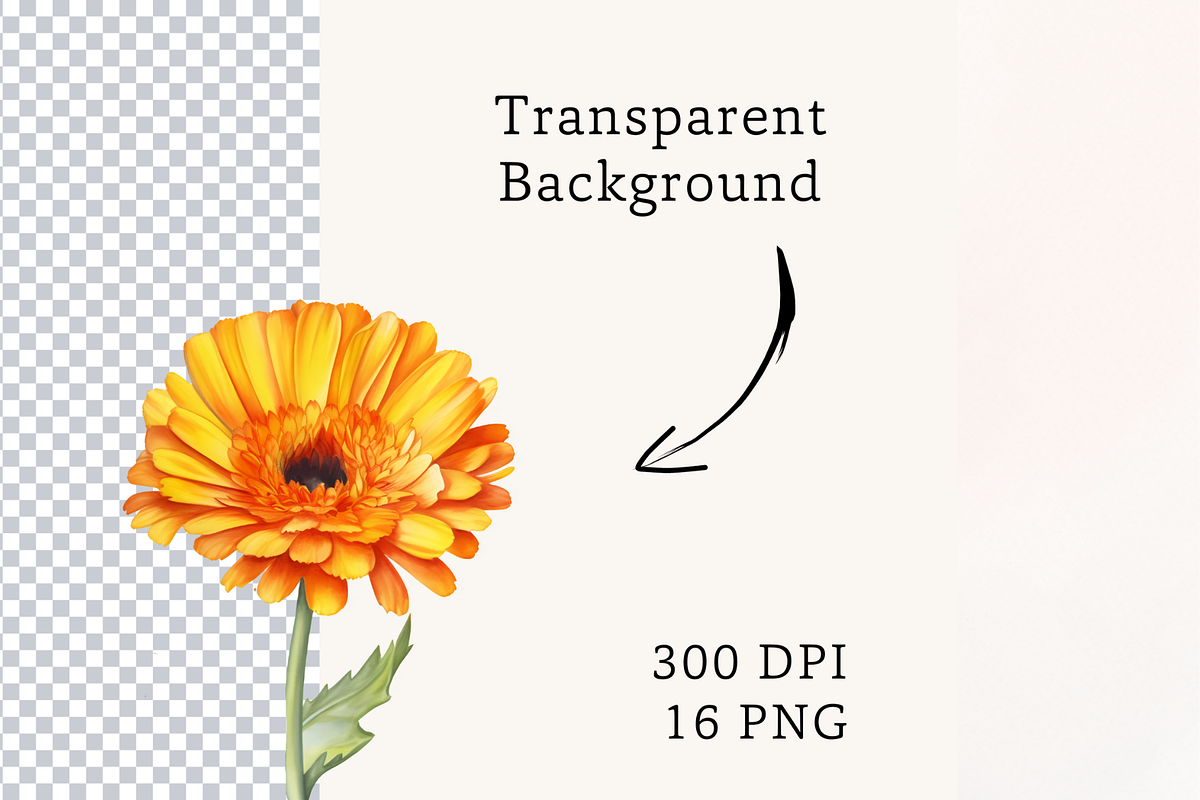 Watercolor Calendula flowers, a Decorative Illustration by TimCanvaTemplate (Photo 5 of 5)