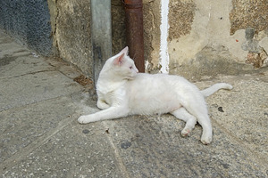 Cat resting on pavement at day, an Animal Photo by DanFLCreativo