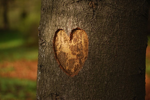 Heart carved on a tree