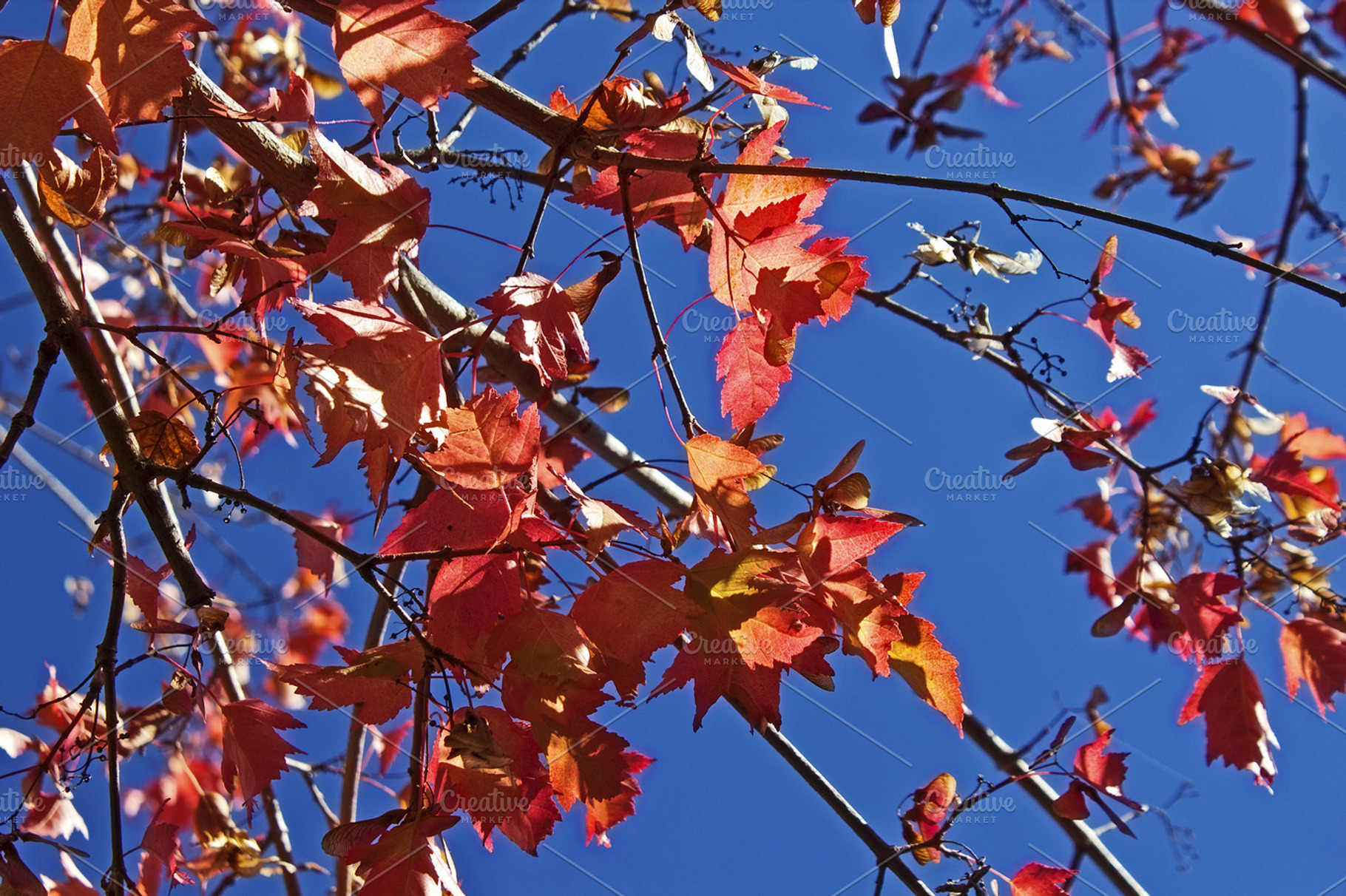 fall season background