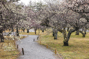 Empty gravel footpath in old garden, a Nature Photo by BOOCYS