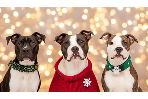 Three dogs sit posing festive, a Holiday Photo by Lermont51