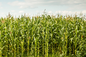 Green maize containing agricultural, agriculture, and blue, a Nature Photo by Grafvision photography