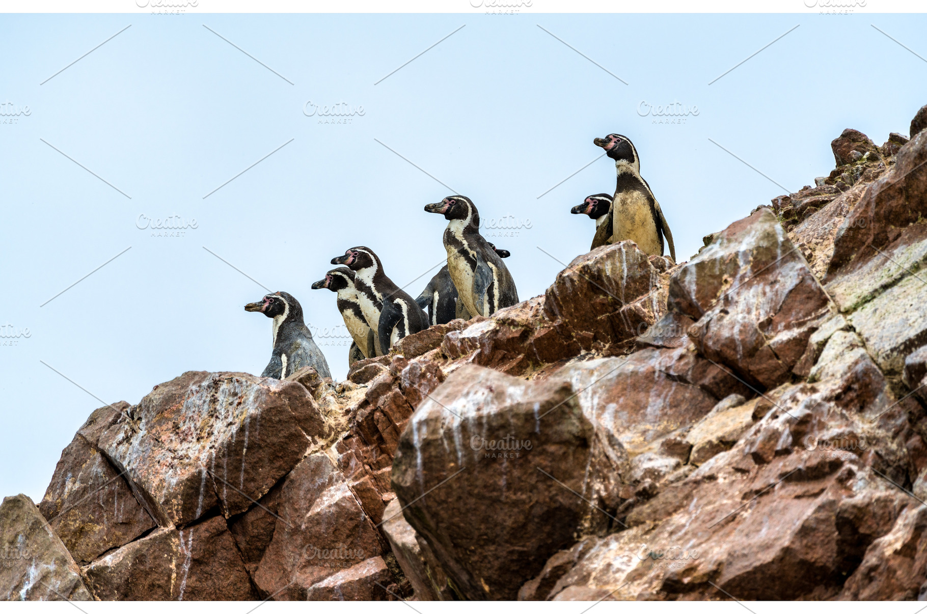 Humboldt penguins on the Ballestas, an Animal Photo by Leonid Andronov