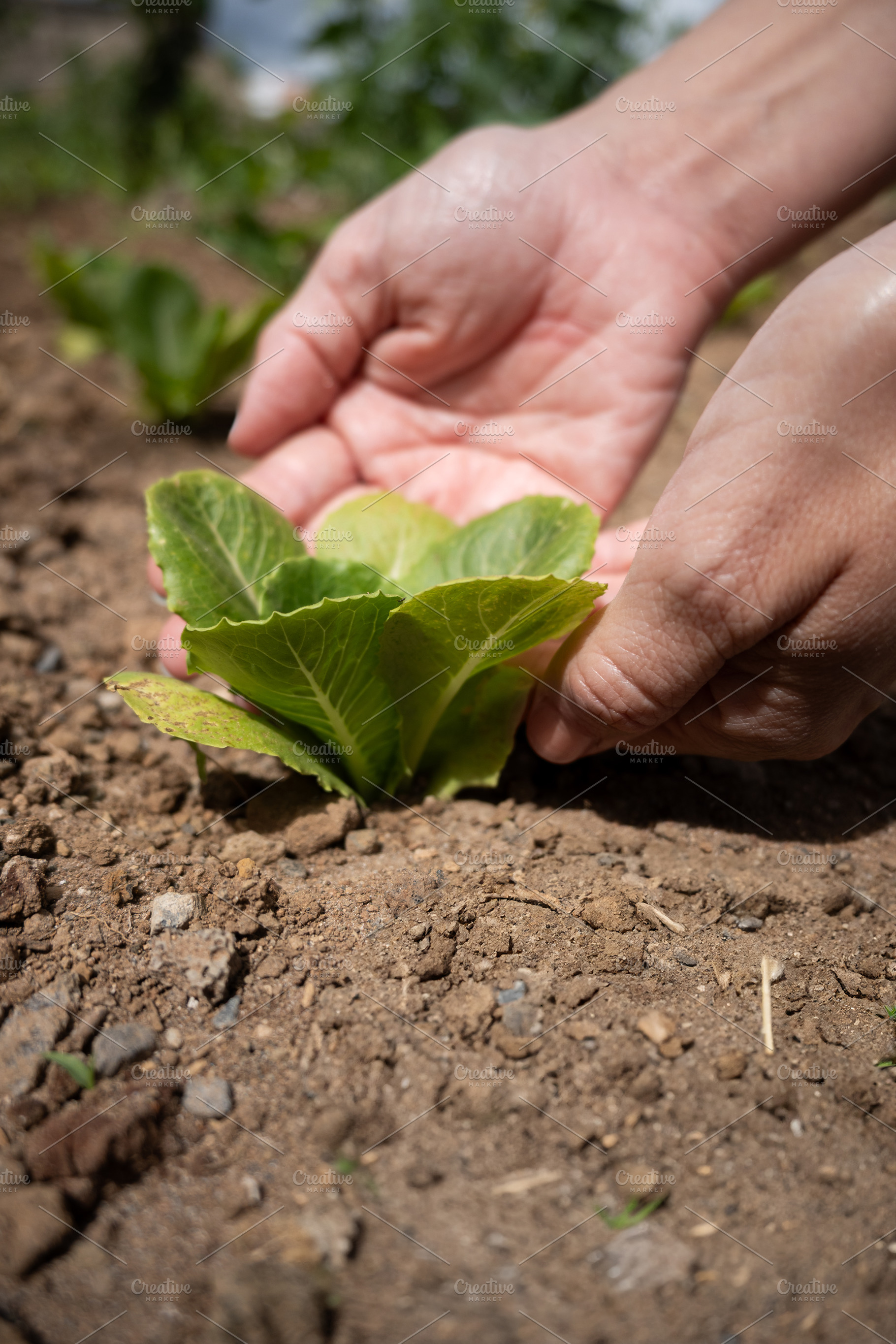 Hand Touching Young Lettuce Plant in Garden, a Nature Photo by etorres69