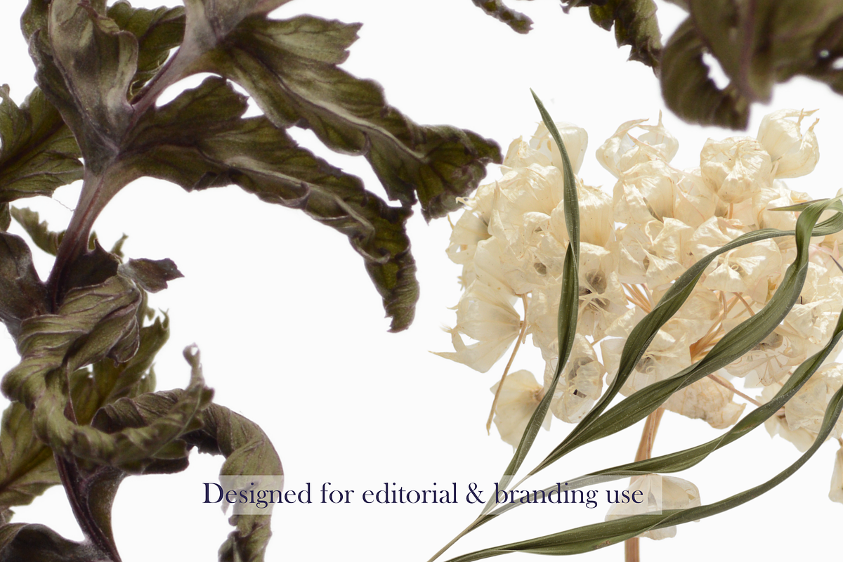 Airy Meadow Close Up Florals, an Object Graphic by Aga Silva (Photo 4 of 6)