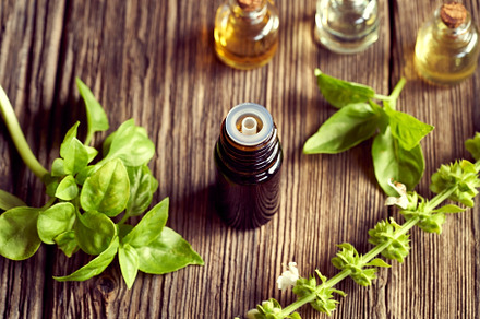 A bottle of basil essential oil with fresh blooming basil, a Health & Medical Photo by Madeleine Steinbach