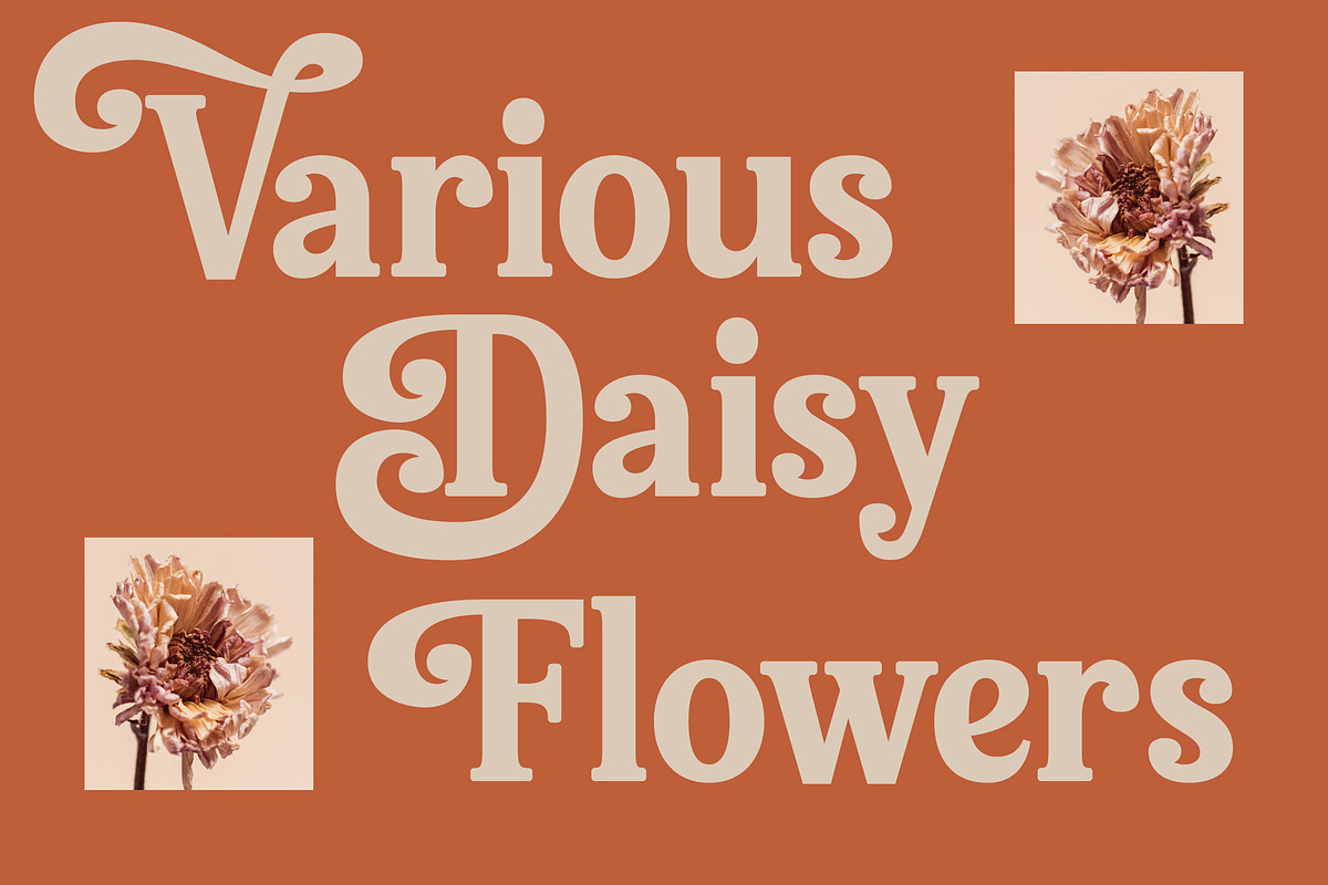 Bellati Nortils Groovy Serif Font, a Serif Font by timelesstype.co (Photo 6 of 20)