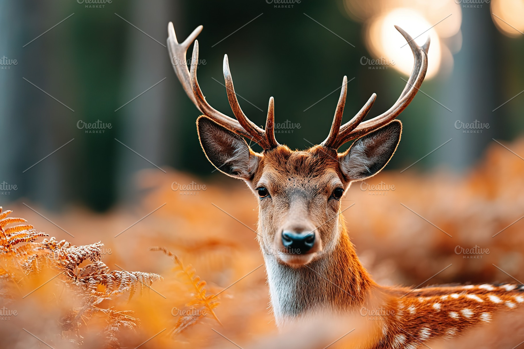 Majestic deer surrounded by autumn ferns in a tranquil forest setting at sunset, an Animal Photo by AlyaAnd