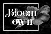Classical Balance - Decorative Font, a Serif Font by 177Studio (Thumbnail 3 of 8)