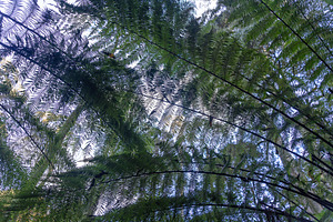 Large ferns viewed from below in Great Otway National Park, Vict, a Nature Photo by GoodGoods