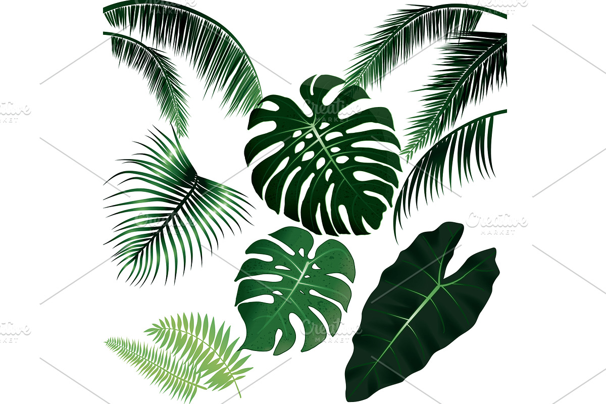 tropical green leaves set exotic, an Illustration by LogosDen