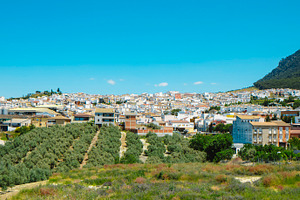 Rute with olive groves and a mountain behind, a Photo by Nito