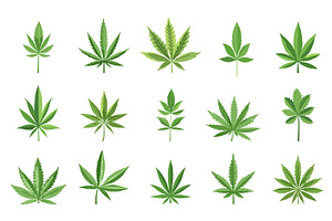 Marijuana Leaf set. Cannabis plant, an Object Illustration by Valerie Bodnar