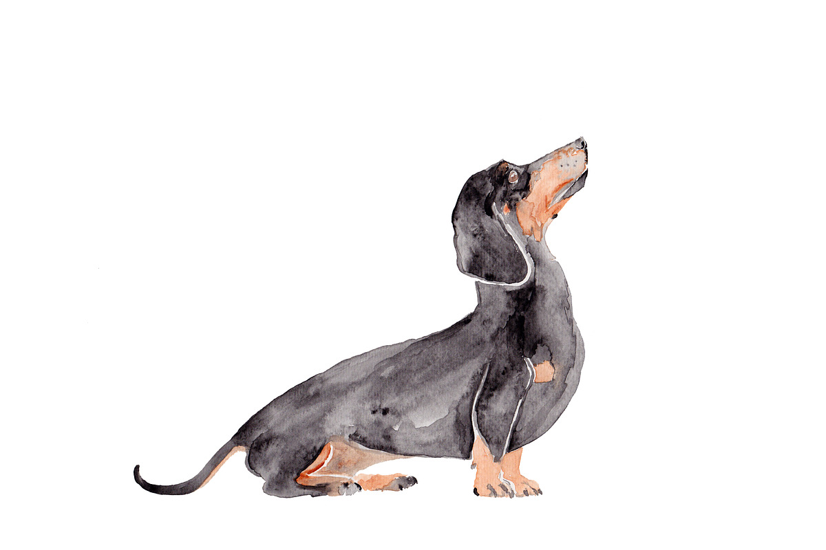 Dachshund Illustration Bundle, an Illustration by Foxery Digital (Photo 2 of 7)