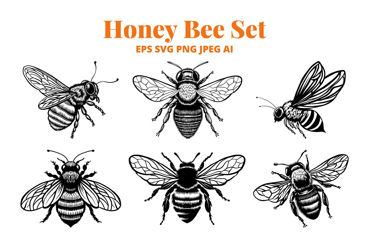Honey Bee SVG Clipart for Stickers, an Animal Illustration by VectorPanther (Photo 6 of 7)