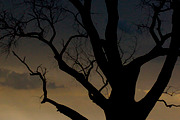 Tree at Dusk, a Nature Photo by Marc Sandin Creative (Thumbnail 3 of 5)