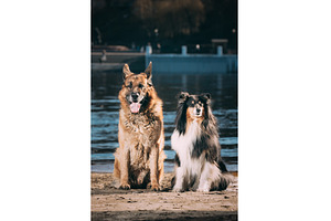 Alsatian Wolf Dog And Tricolor Rough, an Animal Photo by Our Amazing World