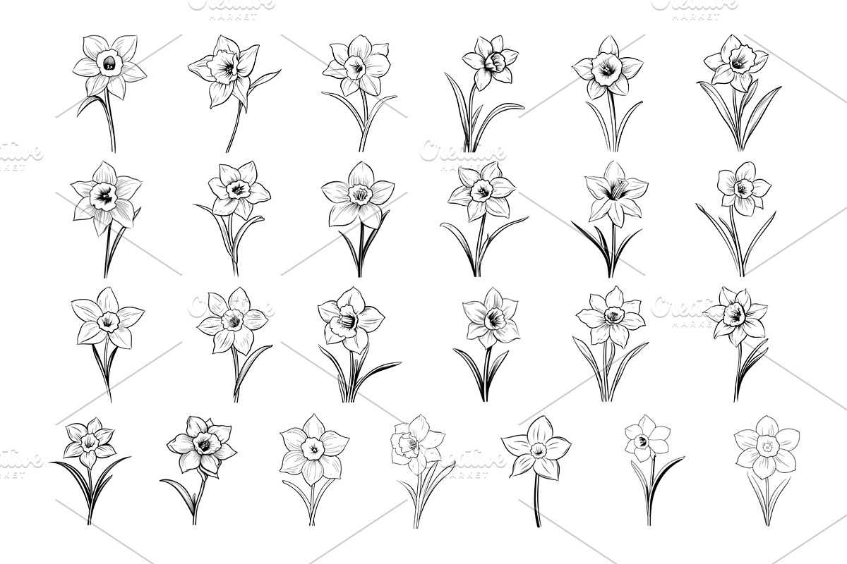 50 Daffodil Flowers Procreate Stamps, a Brush Add-On by Procreate Sale (Photo 5 of 6)
