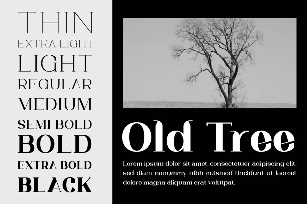 Trotty Elegant Serif Font Family, a Serif Font by Artiveko (Photo 3 of 8)