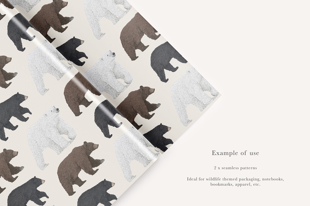 Bear Species Set - Hand-drawn PNGs, an Animal Illustration by LaurenFittonIllustration (Photo 7 of 10)