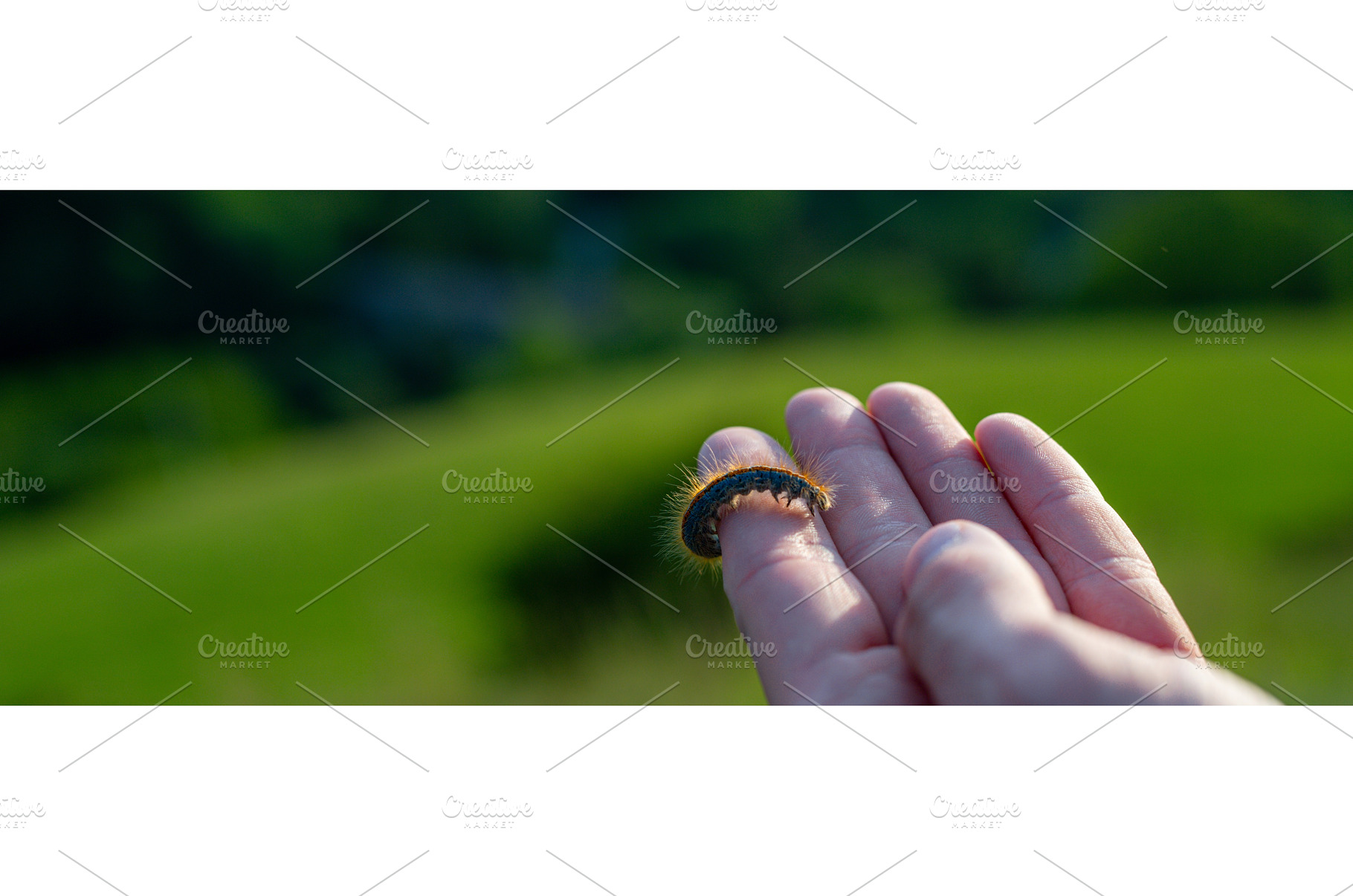 Caterpillar on finger, standing in, an Animal Photo by HalfPoint