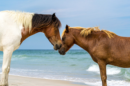 Horse stock photo containing runner and run