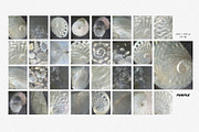 Sea Milk: Sheashell Backgrounds, a Background Graphic by Purple (Thumbnail 6 of 10)