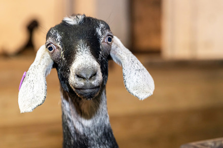 Funny face small goat, an Animal Photo by KYNA STUDIO