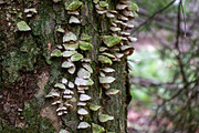Mushrooms In The Forest Photography, a Nature Photo by Full Circle Design Studio (Thumbnail 26 of 38)