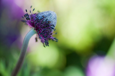 macro inside a purple anemone flower