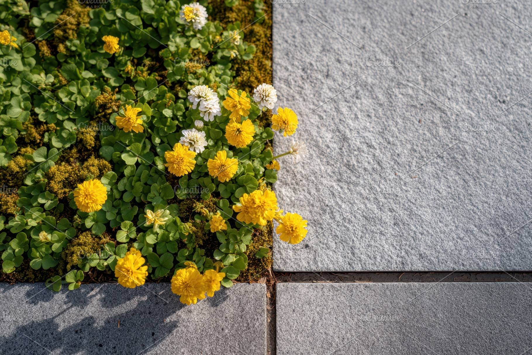 Yellow clover blooms at stone tile edge, a Nature Photo by AlyaAnd