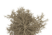 Tumbleweed, an Environmental 3D Model by AndrewWhite (Thumbnail 8 of 9)