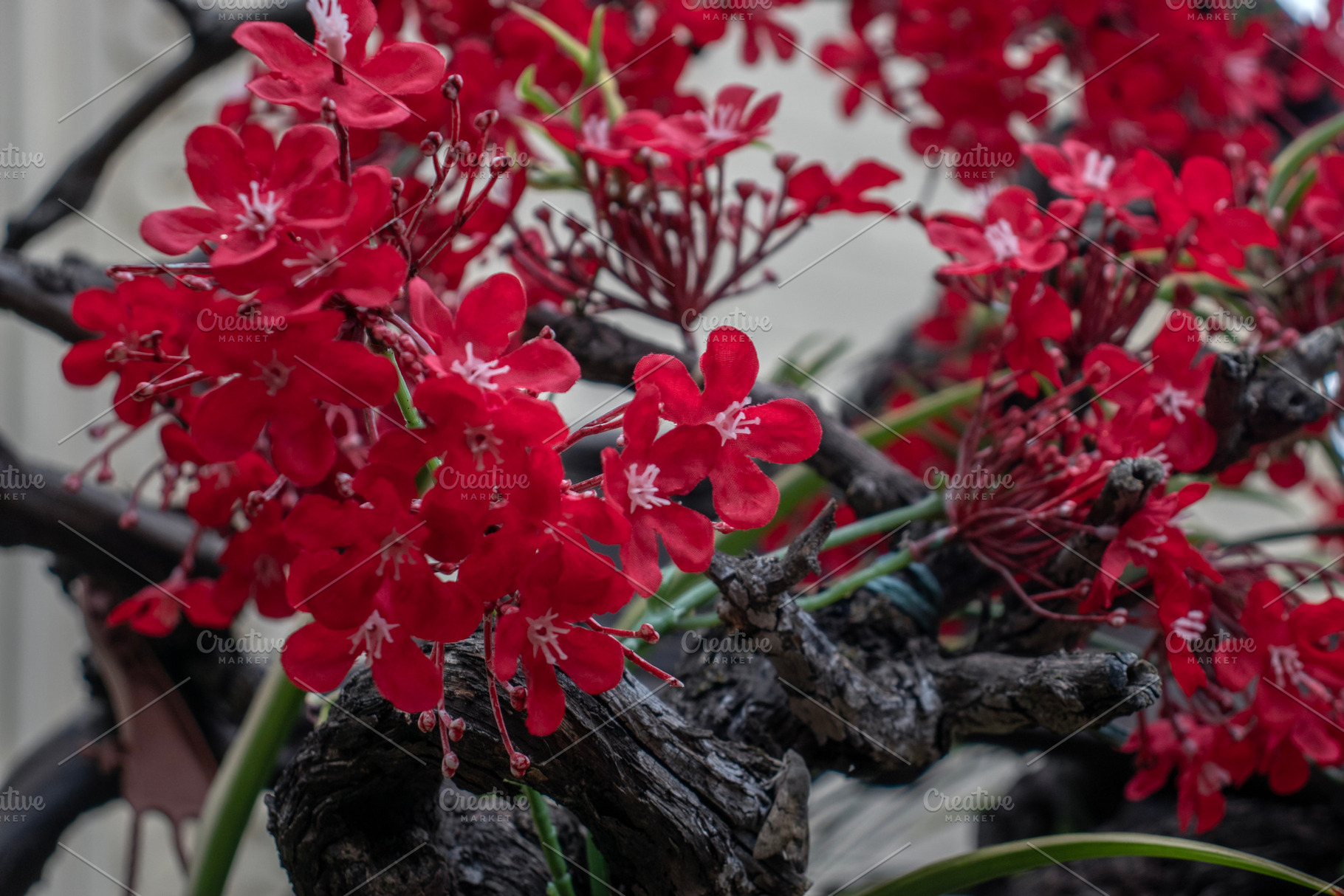 Flowering Jatropha integerrima, a Nature Photo by Schreibikus