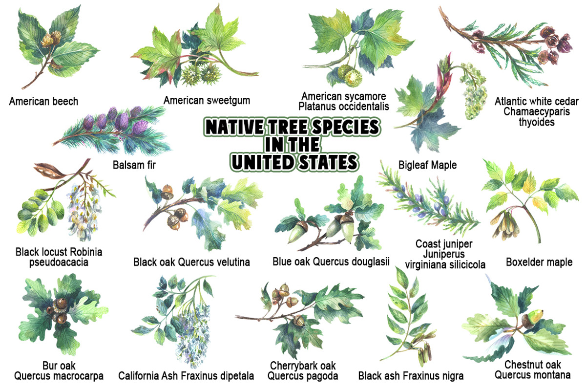 Native tree species in the USA, a Seasonal Illustration by FITALARTSNEDIGI (Photo 2 of 7)