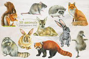 Forest Story Watercolor Collection, an Animal Illustration by Nastilustra (Thumbnail 2 of 8)
