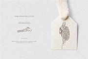 LEONARDO DA VINCI ANATOMY SKETCHES, an Illustration by Luna Dreams (Thumbnail 2 of 6)