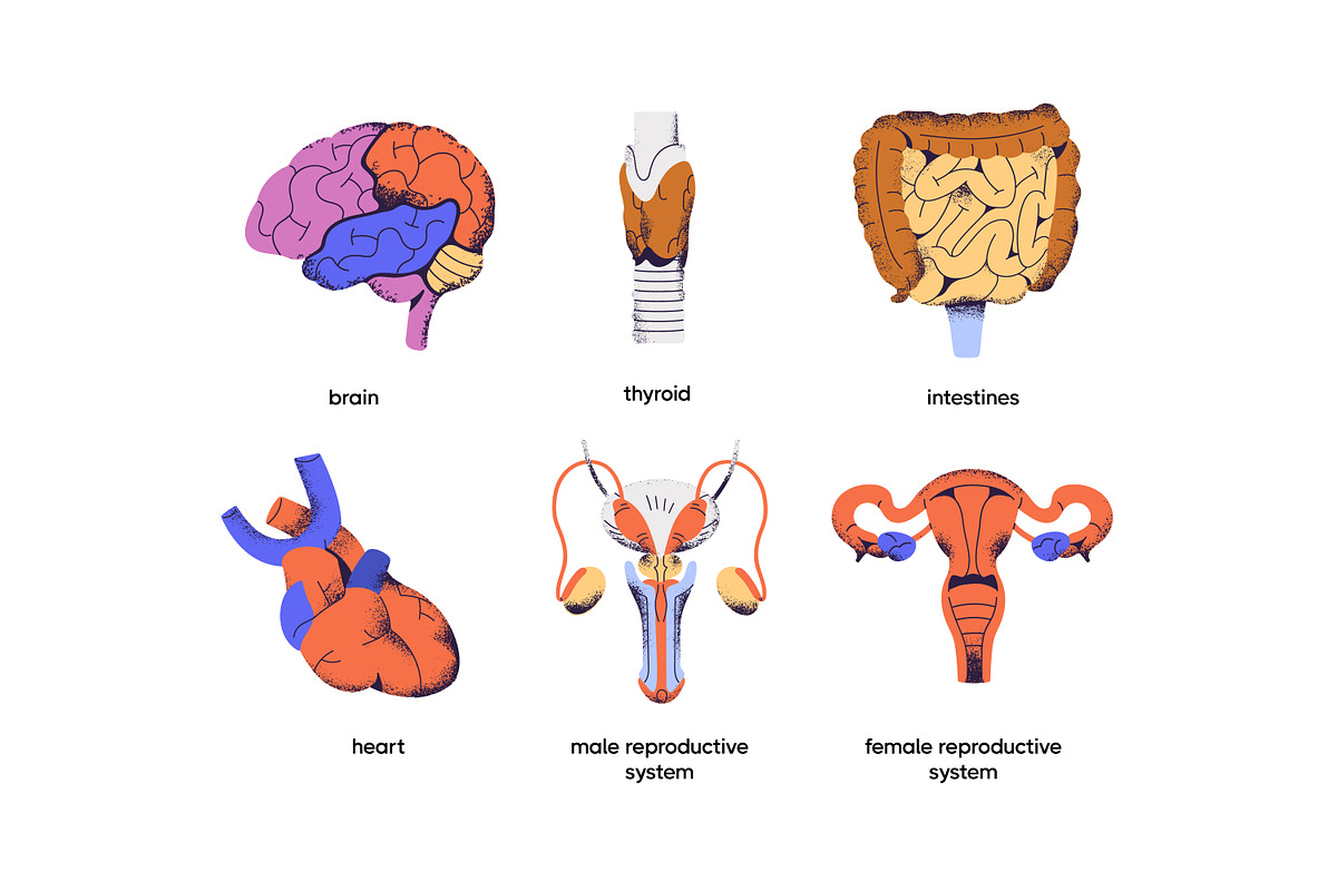 Human body anatomy, internal organs, a Healthcare Illustration by PaperTrident (Photo 3 of 3)