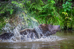 Brown bear shaking off water after swimming in a river, droplets