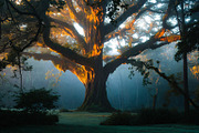 30 Magical Tree Forest Images, a Nature Photo by h.utomo (Thumbnail 8 of 30)