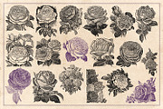 70 Vintage Rose Illustrations, an Illustration by Brigantine Designs (Thumbnail 6 of 7)