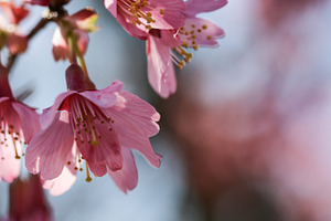 Flowering tree branch stock photo containing easter and background