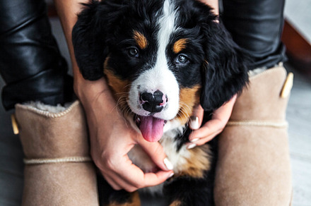 Little puppy of bernese mountain dog on hands of fashionable girl with a nice